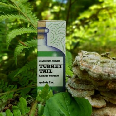 Turkey Tail Mushroom Extract beside mushrooms in forest